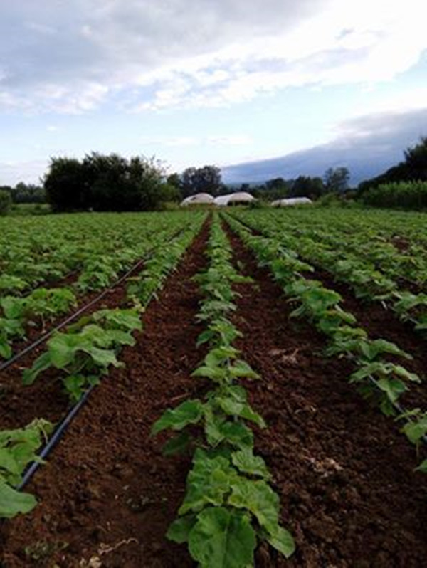 रोपण के लिए सर्वश्रेष्ठ पाउलोवनिया टोमेंटोसा