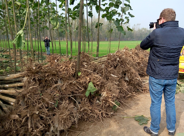 बेस्ट लकड़ी की गुणवत्ता प्रजातियों संकर 9501 paulownia जड़ स्टंप