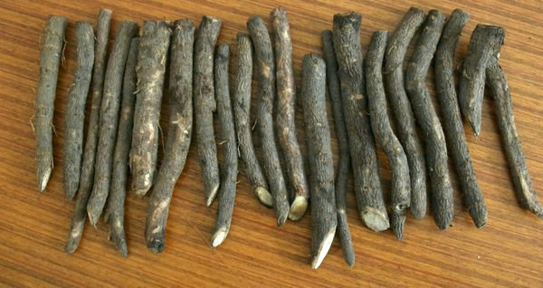 बल्क पालवानिया हाइब्रिड बीजिंग 9501 रूट काटिंग