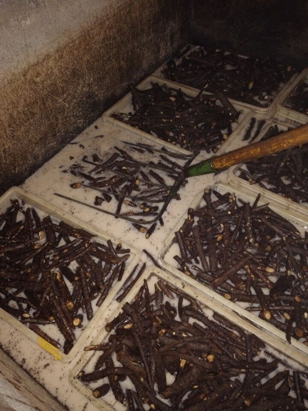 पौधरोपण के लिए ताजा किरी जड़ें