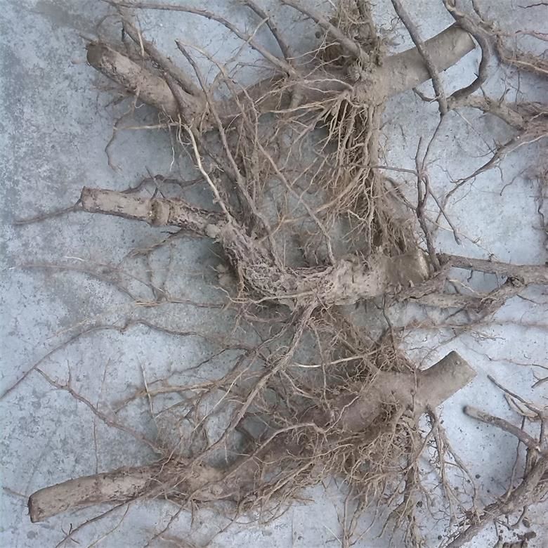 الصين الباردة مقاومة جديدة paulownia sieb و Zucc للزراعة