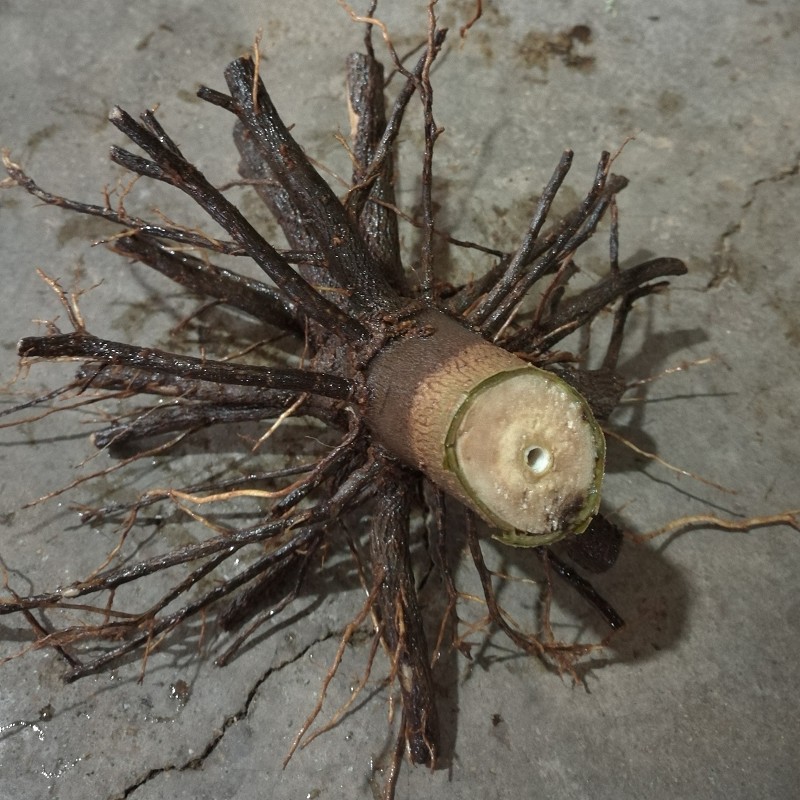 रोपण के लिए चीन ठंडा प्रतिरोधी ताजा paulownia sieb et Zucc