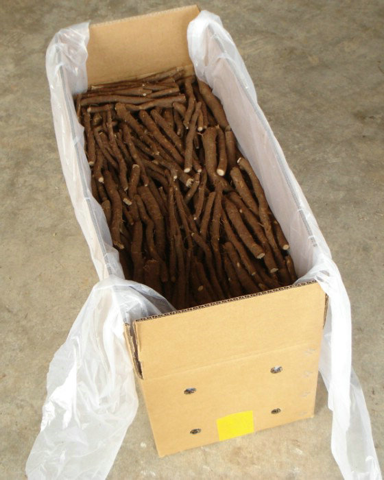 तेजी से बढ़ रही वाणिज्यिक पेड़ paulownia शान टोंग 4 जड़ रोग प्रतिरोधी