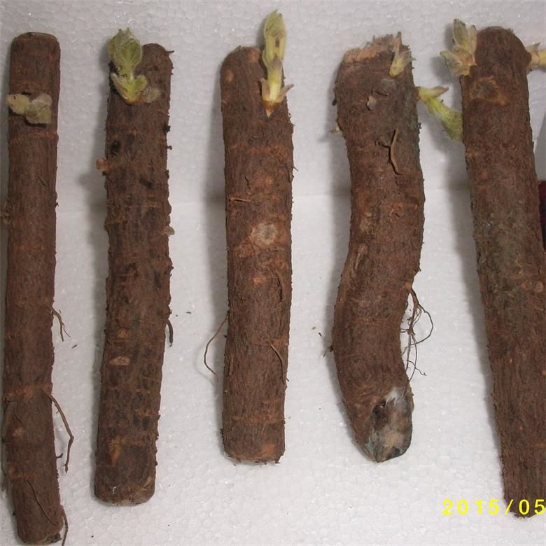 الصين الاستوائية الساخنة مقاومة الطقس الاستوائية عالية تنبت بذور شجرة الإمبراطورة paulownia FTE قطع جذور للبيع