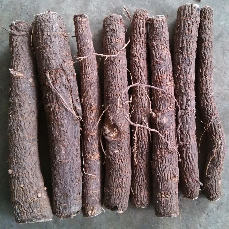 الصين الاستوائية الساخنة مقاومة الطقس الاستوائية عالية تنبت بذور شجرة الإمبراطورة paulownia FTE قطع جذور للبيع