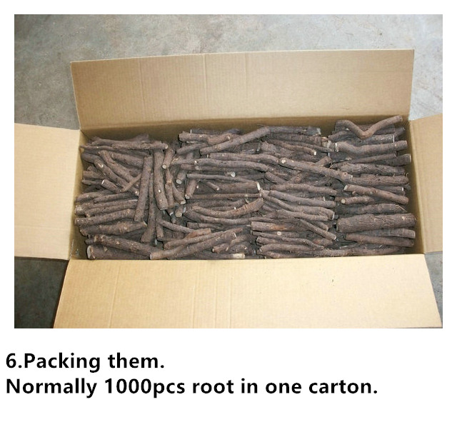 Dinfected चीन ठंड प्रतिरोधी paulownia संकर 9501 कट रूट