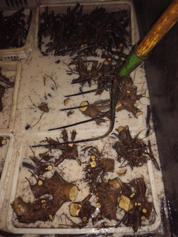 Disinfected paulownia stump very fast growing for wood production