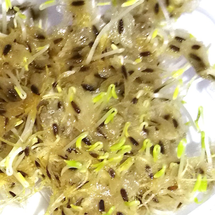 FTE paulownia seeds with certificate for sale