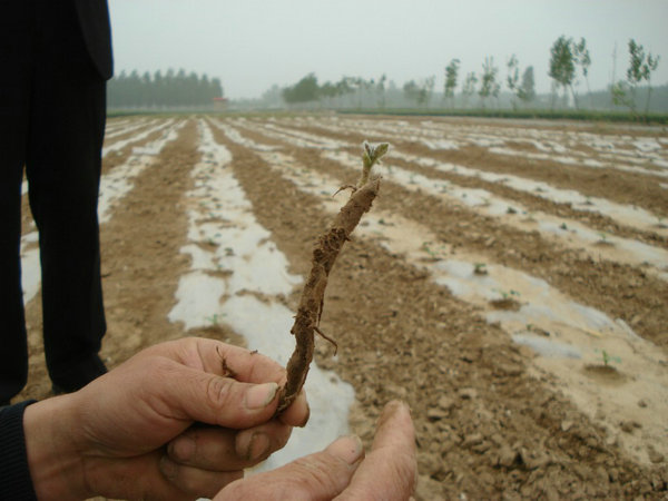 Fast growing rate paulownia elongata root cutting from China original area