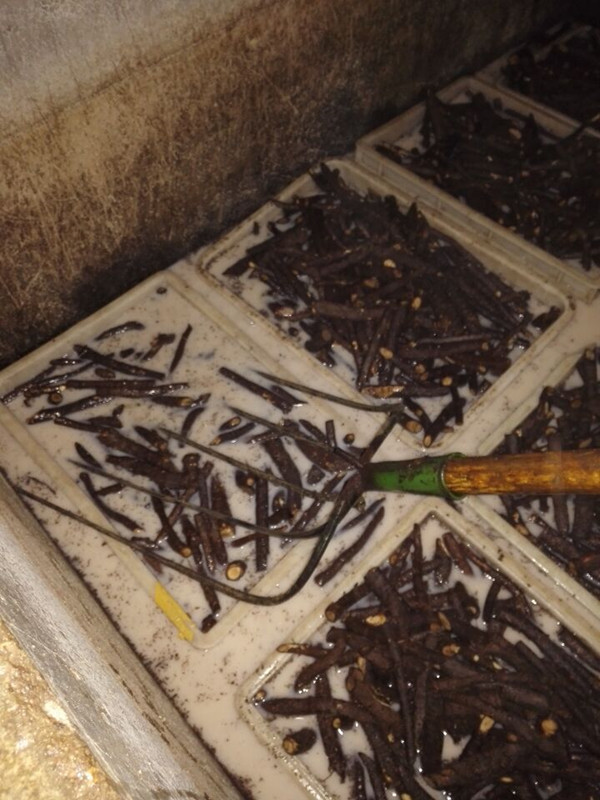 Fast growing rate paulownia elongata root cutting from China original area