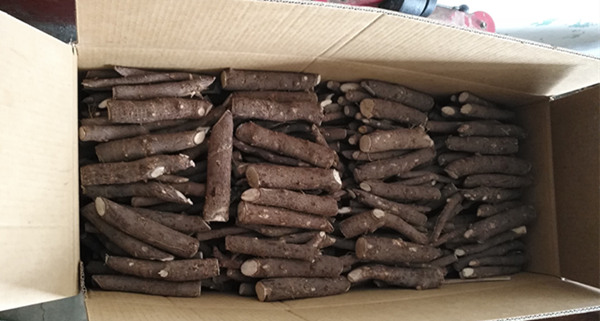 Fast growing rate paulownia elongata root cutting from China original area