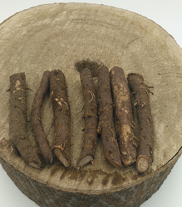 Fresh new 2018 paulownia shantong hybrid 9501 root cutting cold resist for wood production