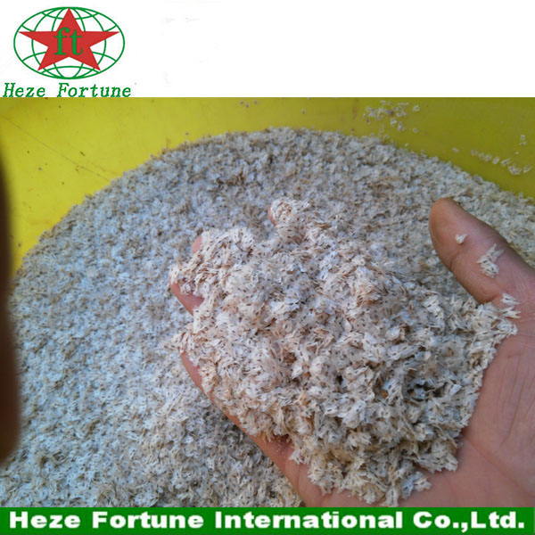 Fresh paulownia elongata seeds for breeding seedling