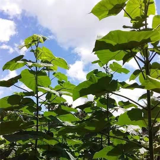 ठंड प्रतिरोधी के लिए ताजा पॉल्वोनिया जड़ें