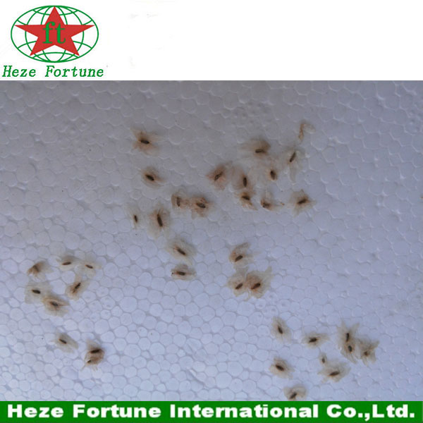 Fresh paulownia shan tong seeds for breeding