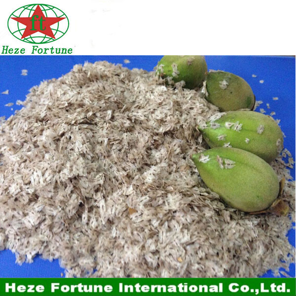 Fresh supply seeds types paulownia seeds for planting