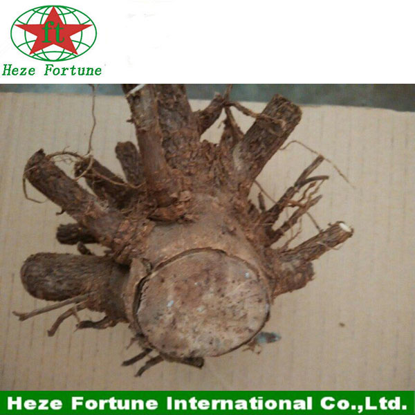 जल्दी paulownia स्टंप विभिन्न प्रकार germinating