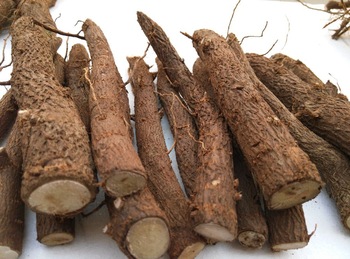 अच्छी गुणवत्ता paulownia shantong जड़ें काटने