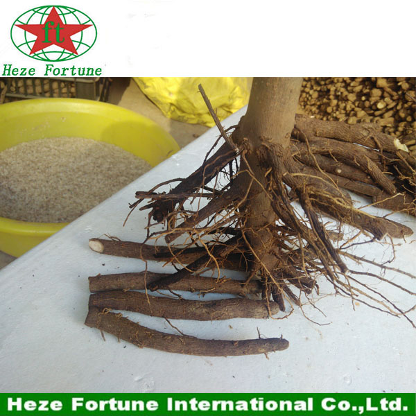 قطع جذور paulownia عالية الجودة للبيع