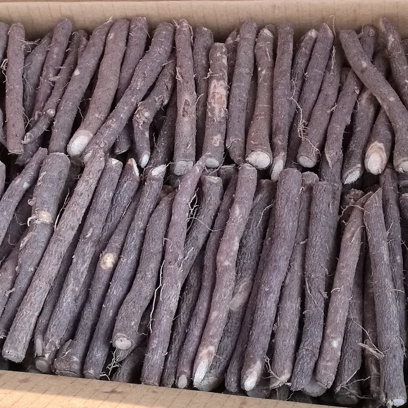Paulownia roots with delivery