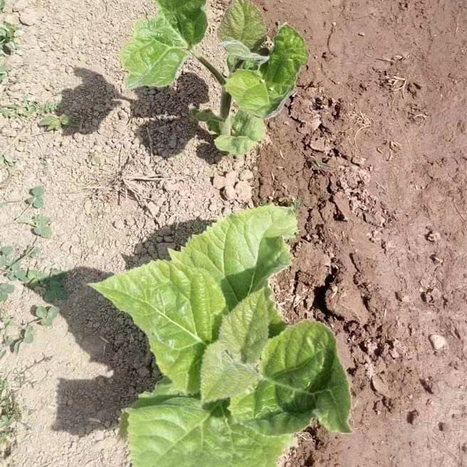 उच्च जीवित दर पौधों Paulowownia routs kiri plant Tree