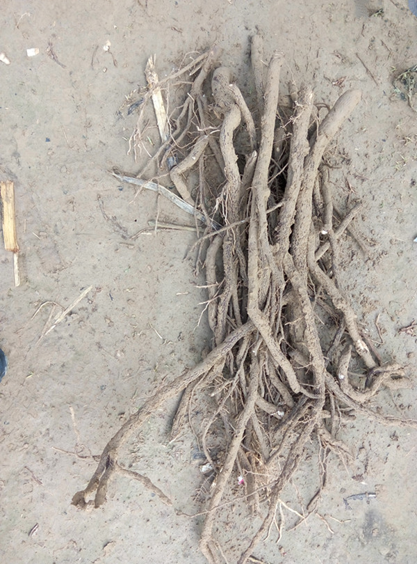 सबसे paulownia पेड़ हिस्सा जड़ काटने ठंड प्रतिरोधी