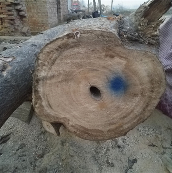 हाइब्रिड 9501 रूट 5 साल के बाद paulownia लॉग