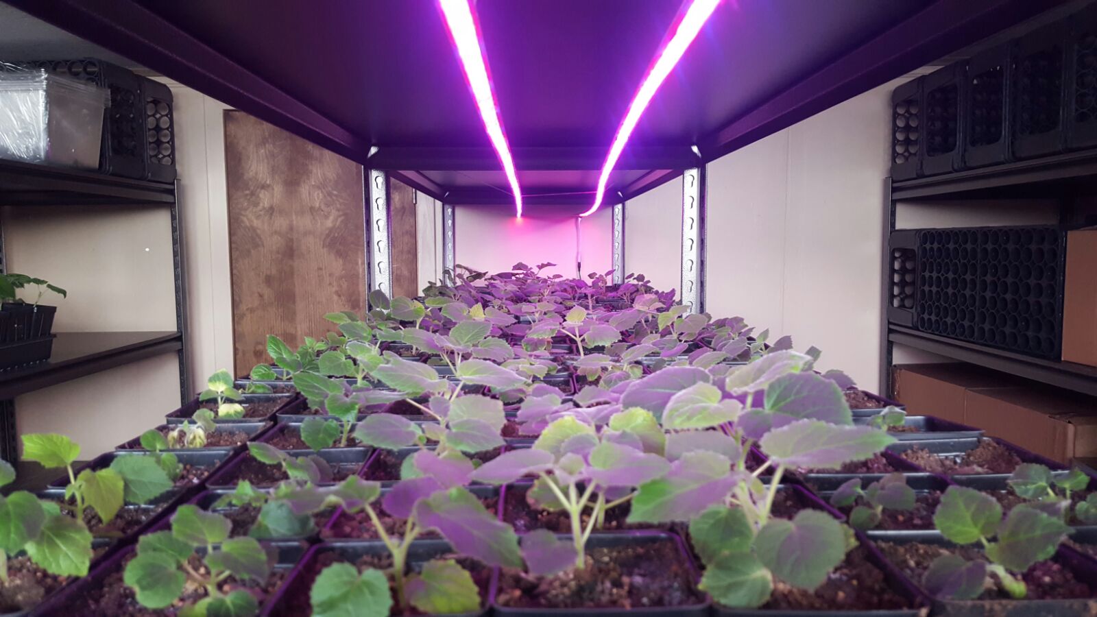 Hybrid paulownia seeds 99% germination rate 9501 seeds with certificate