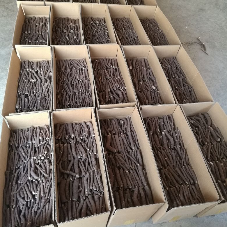 Hybrid paulownia seeds 99% germination rate 9501 seeds with certificate