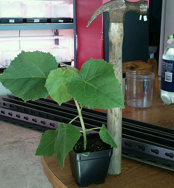 हाइब्रिड पॉलॉयनिया शंतोंग, 9501, एलोनगाटा रूट सिस्टम ठंड का विरोध करते हैं