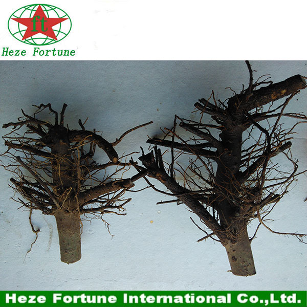 किरी पेड़ 99% लकड़ी के उत्पादन के लिए नए सिरे से एक वर्ष के अंकुर स्टंप जीवित रहने के