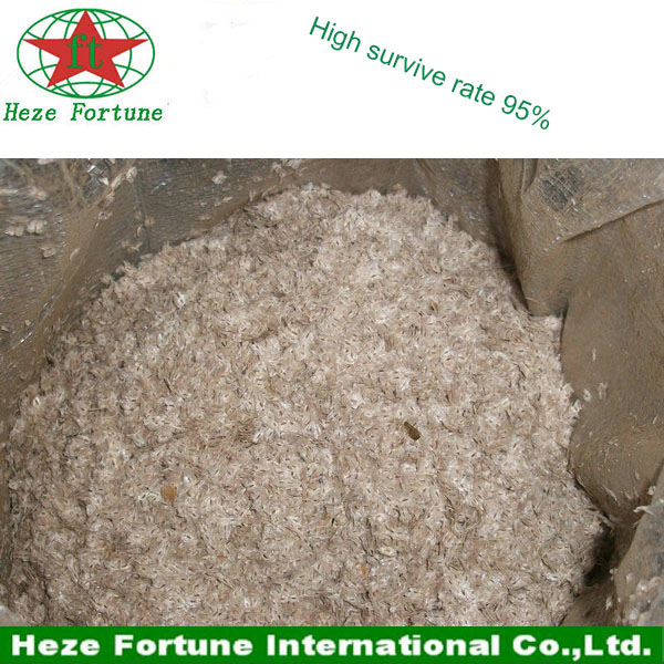 Semi di paulownia di Kiri albero, imperatrice albero paulownia semi, semi di paulownia foxglove albero in vendita