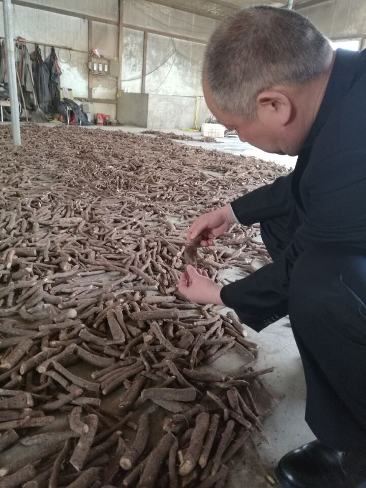 नवम्बर 2017 ताजा तालिबानीय जड़ें, फाटा प्रमाण पत्र के साथ शंटोंग हाइब्रिड 9501 काटने के लिए