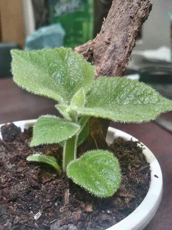 नवंबर - अप्रैल आपूर्ति paulownia बीज, जड़ और प्रमाण पत्र के साथ स्टंप