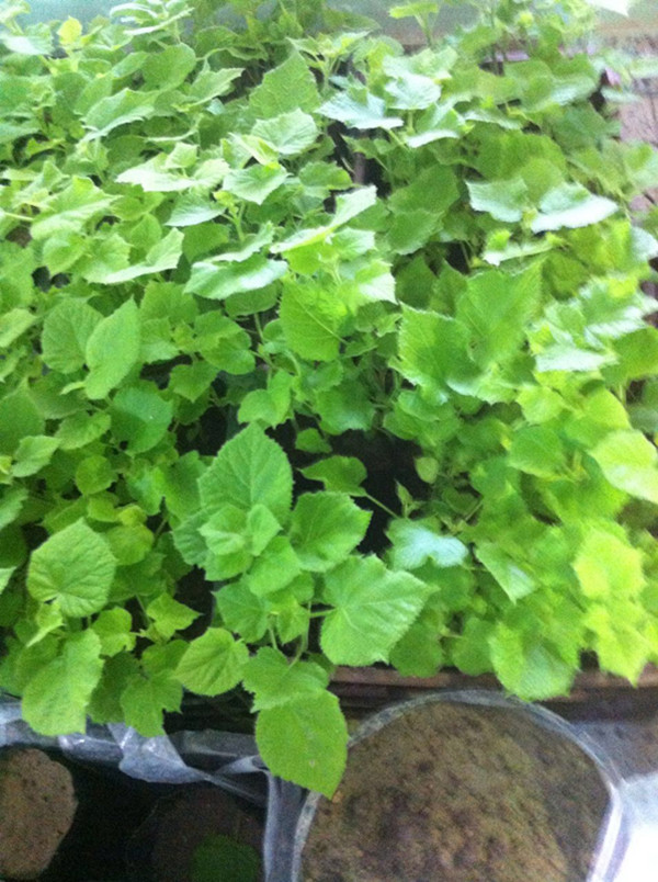 उत्पत्ति चीन पॉलियनिया काटने जड़ एलंगटा संयंत्र