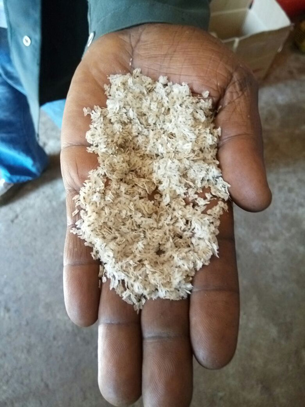 मूल संकर बीज paulownia 9501 शान प्रमाणित टोंग