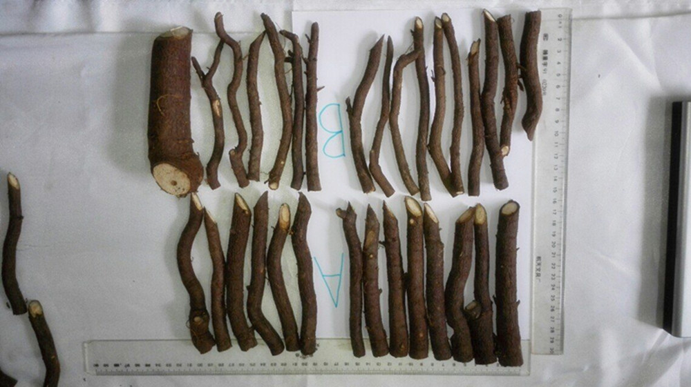 वृक्षारोपण के लिए paulownia शान टोंग जड़