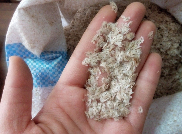 प्रजनन के लिए सस्ती गुणवत्ता बीज paulownia है