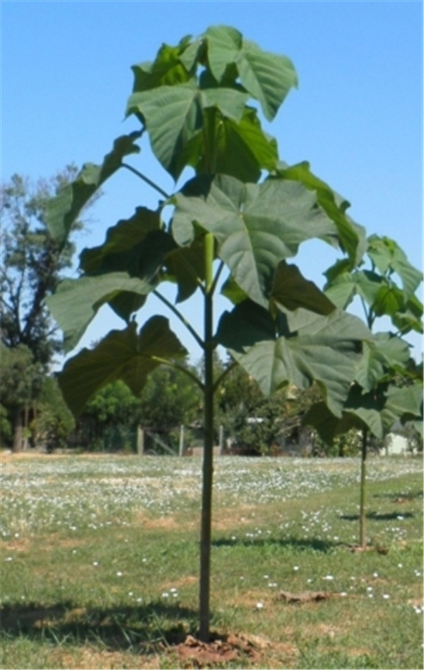 Paulownia 9503 Wurzelschnitt für Plantagen