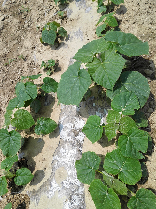 Paulownia 9503 Wurzelschnitt für Plantagen