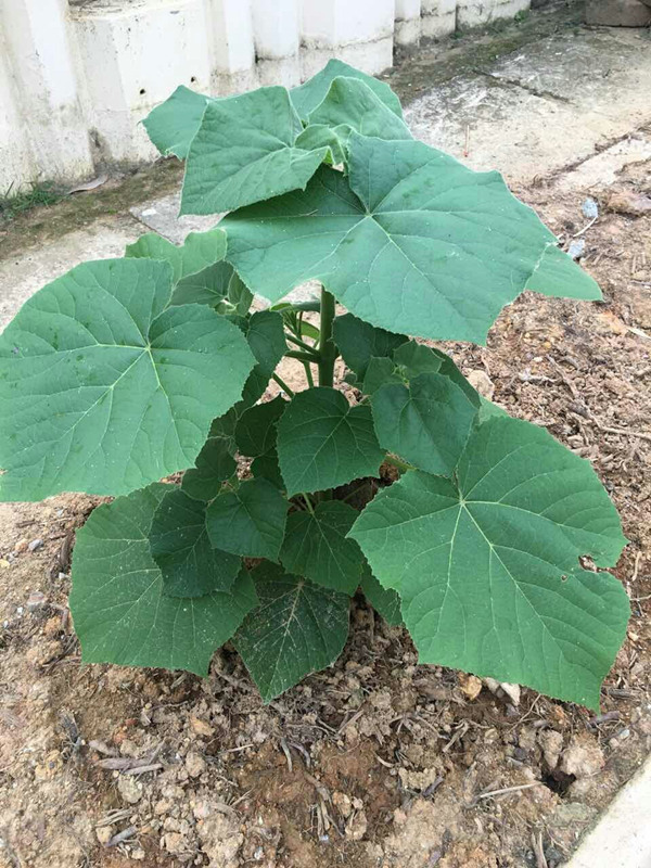 Paulownia Z07 रूट कोल्ड कोई रोग का विरोध करता है अच्छी प्रतिक्रियाएं
