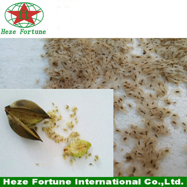 Paulownia elongata seed with phytosanitary certificate
