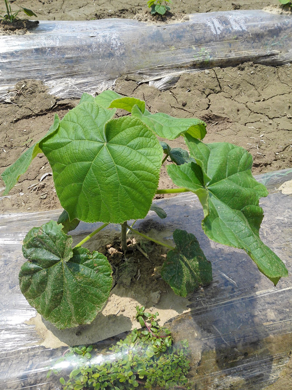 Paulownia पौधा संकर 9501 certicate साथ