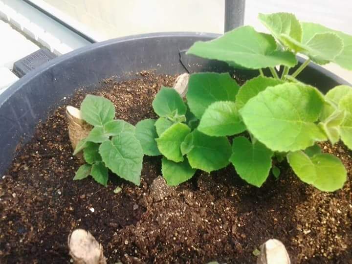 Paulownia शान टोंग संकर बीज 9501 में सबसे तेजी से बढ़ रही प्रजातियों