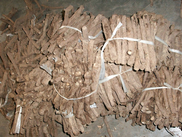 Paulownia शान टोंग