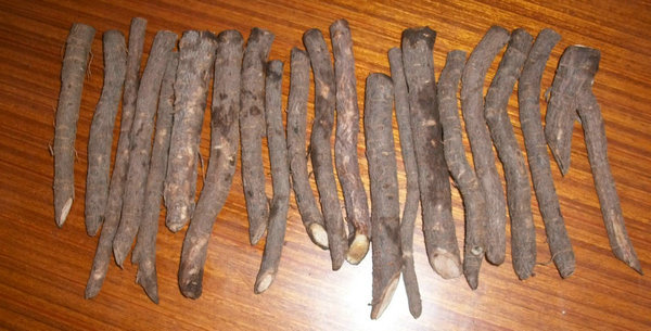 Paulownia shan tong