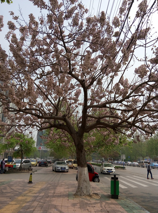 Paulownia tomentosa, shan tong, hybride 9501, elongata, graines fortunei pour plantation
