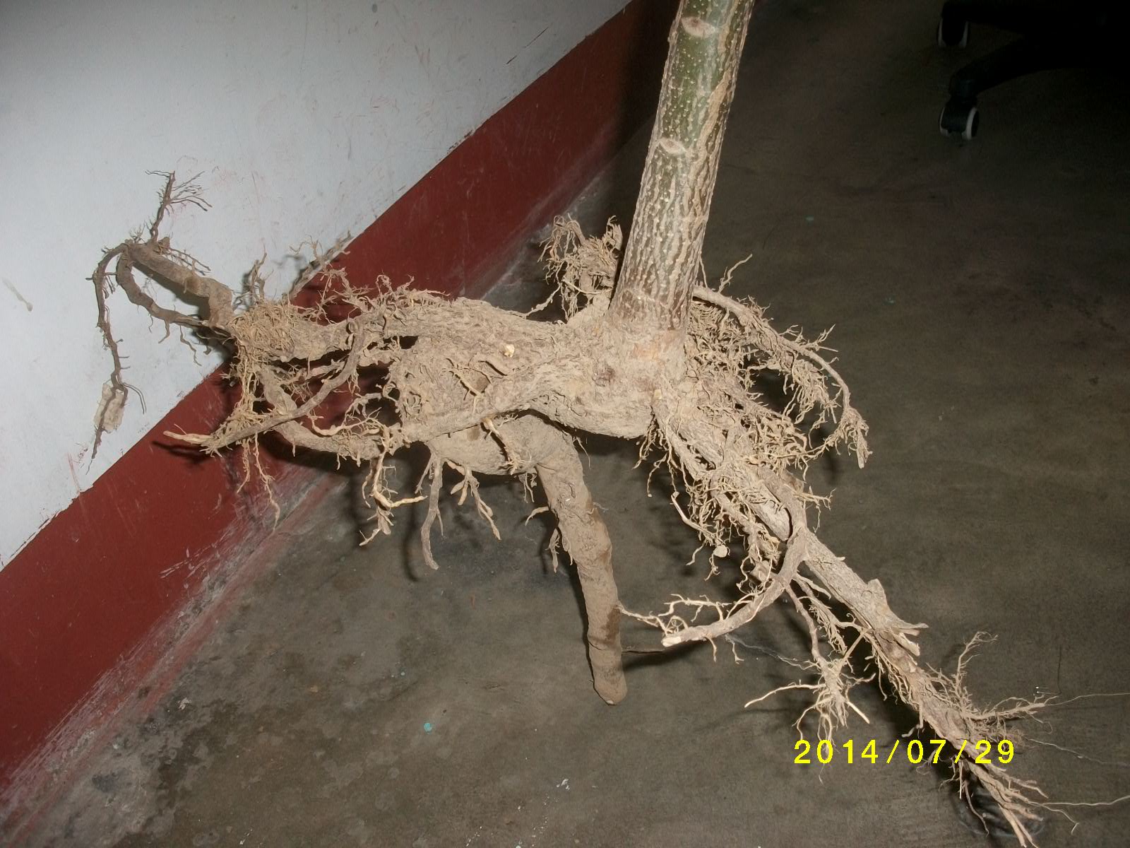 Paulownia लकड़ी लकड़ी तेजी से बढ़ते प्रजातियों संकर 9501 युवा स्टंप