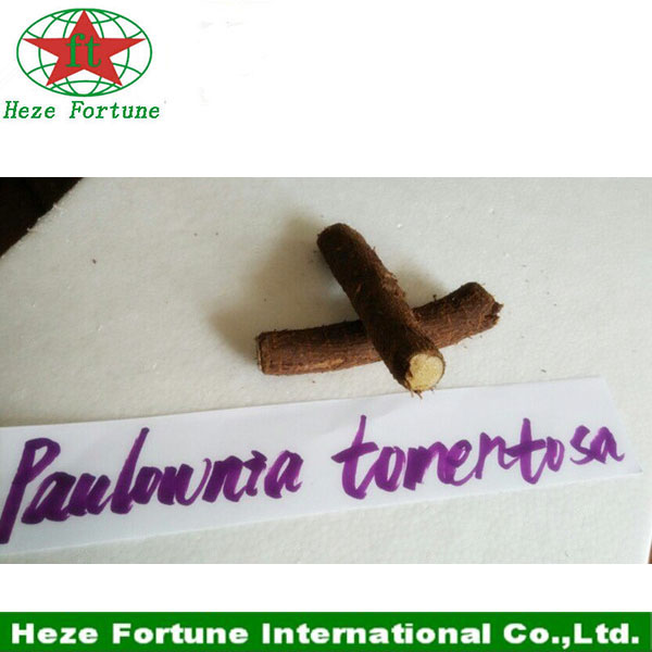 रोपण के लिए रॉयल paulownia टोमेनटोसा जड़ काटने