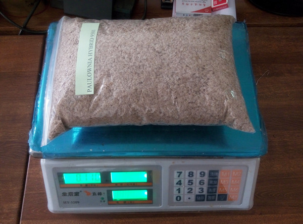 सुरक्षित DHL सबसे तेजी से वितरण paulownia 9501 संकर बीज